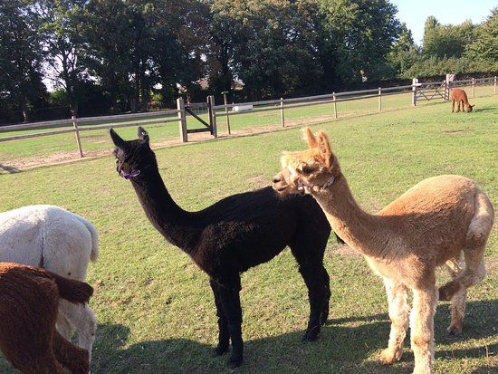 Woodland View Alpacas
